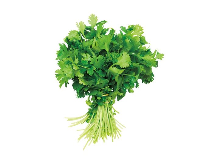 Cilantro